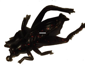 Creme BT101-01 Floating Black - Cricket 2 pack - BT101-01 Creme BT101-01 Floating Black - Cricket 2 pack - BT101-01