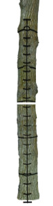 Muddy MCS0120 Quick Stick XL - Climbing System Tree Steps, 20' - MCS0120 Muddy MCS0120 Quick Stick XL - Climbing System Tree Steps, 20' - MCS0120
