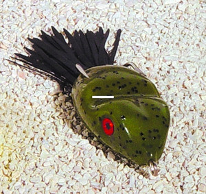 Scum Frog SF-125 Topwater Frog, 2 - 1/2", 5/16 oz, Green Pumpkin - SF-125