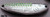Acme - Sidewinder Spoon - 1/3oz Nickel/chart Scale - S-100/NCS
