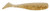 DOA - Cal Shad Tail - 3in 12pk Glow Gold Rush - 80309