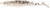 Netbait - Baitfuel Little Spanky - 3.25in 9bg Silver Shad - X58542