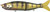 River 2 Sea - S-waver Glide Bait 168s - 6.75in 1.58oz Yell Perch - PL-SW168S/SW12