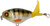 River 2 Sea - Whopper Plopper 60 - 2.38in 1/4oz Perch - WPL60/09