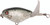 River 2 Sea - Whopper Plopper 60 - 2.38in 1/4oz Phantom Shd - WPL60/17