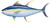 Salty Bones - Profile Fish Sticker - 4.5x16in Yellowfin Tuna - SBPF2480