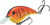 Strike King - Chick Magnet Crankbait - 2.25in 7/16oz Spring Crw - HCCM-341