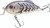 Strike King - Hybrid Hunter Crankbait - 3.5in 1oz Blue Craw - HCHH-108