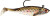 Storm - Wild Eye Swim Shad - 3in 1/4oz 3pk Bunker - WSS03BNK