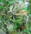 Titan 3D - Leafy Face Mask - Moc-dna Camo 1sz - MO-DNA-FM
