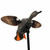 MOJO Elite Series Spinning Wing Decoy - Gadwall - HW2473-3P MOJO Elite Series Spinning Wing Decoy - Gadwall - HW2473-3P