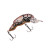 Arkie Crappie Craw Crankbaits - Red Brown