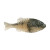 Berkley Powerbait Gilly 90 - Blue Shiner Gold