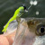 Crappie Slammers 15ct Mini Split Shad - Silver Pepper Glow Chartreuse