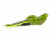 Southern Lure Scum Frog Popper - Watermelon Red