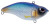 Spro Aruku Shad 75 - Blue Shiner