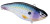 Spro Aruku Shad 75 - Magic Shad