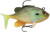 Storm Wildeye Live 3" Sunfish 3pk