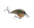 Strike King The Chick Magnet Flatsided Crankbait - Natural Bream