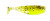 Z-Man 1.75" Shad Fryz 8pk - Guppy