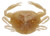 Berkley Gulp SW Peeler Crab - 2'' Amber Glow 5pk