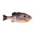 Berkley PB Gilly - 3.5'' HD Bluegill 4pk