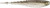Crush City Lures - Freeloader - 5.25'' Shad 5pk