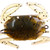 DOA Soft Shell Crab - 1/4oz 2'' Golden Shiner 1pk