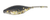 Bass Assassin Shad 1.5'' - Gold Pepper Shiner 15pk