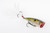 Strike King HC KVD Splash - Clear Ghost Sexy Shad