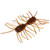 Strike King Sexy Bug - 2'' Plum Crazy Craw 6pk
