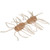 Strike King Sexy Bug - 3'' Clear Pumpkin 6pk