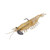 Strike King Tidal Shrimp - 2.75'' Gold Rush 2pk
