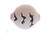 Yakima Lil Corky Header - #14 Blue Glo Black Tiger 6pk