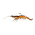 Z Man PrawnstarZ - 2.5'' Brown Shrimp 2pk - FAR-631