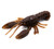 MAX4 Craw, 2.4'' Mud Pmpkn 4pk
