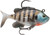 Storm WildEye Live Bluegill, 1/4oz 2'' Bluegill 3pk