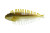 Dstyle - Geelacanth - 3in 4pk Grn Pumpkin Fish -