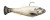 Z-Man - Shadtron Lt - 4.5in Fast Sink Sight Fl -