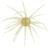 Hags Bait Prickly Pear, 19mm Marfa Light
