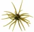 Head Hunter - Spider Monkey Urchin - 19mm Green Pumpkin