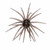 Head Hunter - Spider Monkey - Smokey