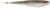 Rapala - Crush City Freeloader - 3.25in 6pk Gizzard Shad