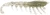 Rapala - The Imposter - 3in 6pk Ghost Shrimp