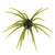 Hags Bait Prickly Pear, 19mm Lone Star Disco
