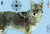 Birchwood Casey 35405 PreGame - Coyote 16.5x24 Target 3/Pk - 35405