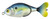 Lunkerhunt SHADPRF01 3.25" Shad - Propfish - Floating, 1/2 oz - SHADPRF01