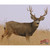DuraMesh Archery Target Mule Deer 2 25 in. x 32 in. - DM216