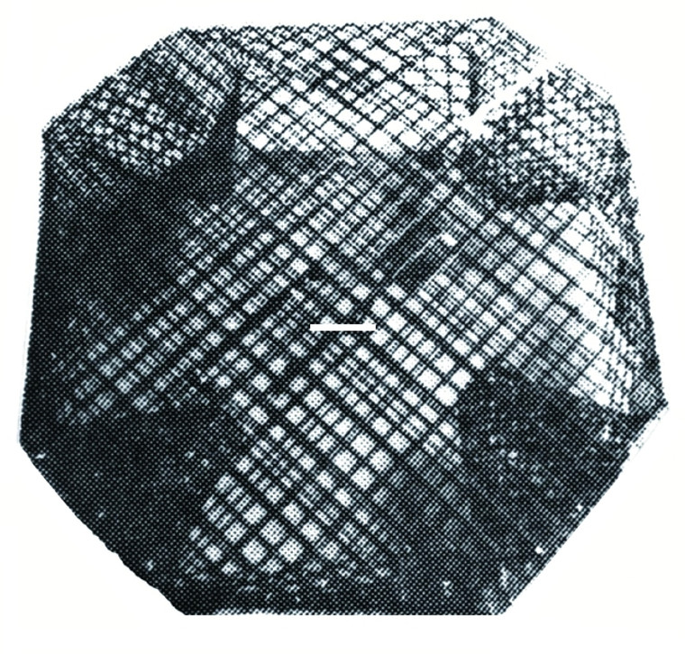 Willapa 00174 Shrimp Pot Oct -  - 174 Willapa 00174 Shrimp Pot Oct -  - 174