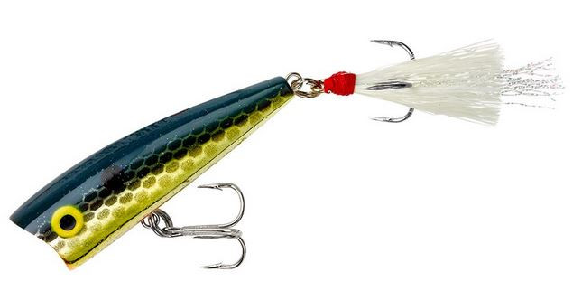Rebel Lures - Pop R Topwater Bait - 2.5in 1/4oz Foxy Momma - P6077